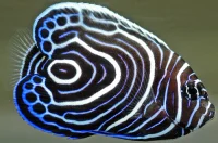 Imperator kejser (Pomacanthus imperator) M-L 8 cm