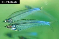 Indisk Glasmalle Kryptopterus bicirrhis
