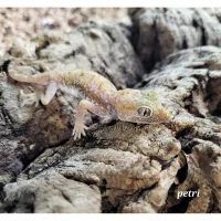 Israelsk Ørkengecko - Stenodactylus petri