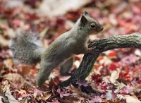 Japansk egern (sciurus lis)