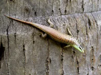 Javan emerald Treeskink  (Dasia olivacea)
