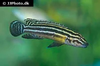 Julidochromis regani