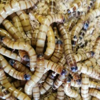 Kæmpe melorme 100 gram (Zophobas morio)