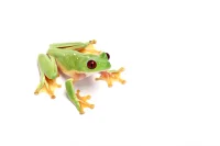 Kæmpe Rød Øjet Løvfrø (Agalychnis Spurellli)