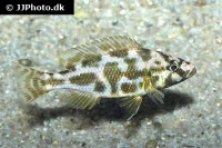 Kalingono Cichlide (Nimbochromis livingstonii)