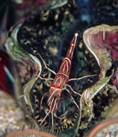 Kamel Reje (Rhynchonetes Sp. Dancing Shrimp)