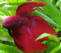Kampfisk han Rød (Betta Splendens)