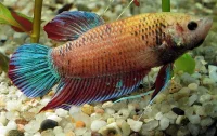 Kampfisk Hun (Betta splendens)