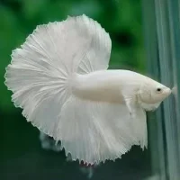 Kampfisk Hvid (Betta Splendens)