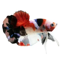 Kampfisk Koi Mix Han