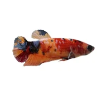 Kampfisk Koi Mix Hun