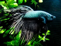 Kampfisk mix Halfmoon (Betta Splendens)