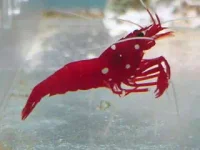 Kardinal reje (Lysmata debelius)
