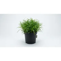 Kattegræs i potte - Cyperus Zumula