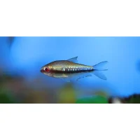 Kejsertetra (Nematobrycon lacortei)
