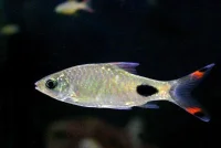 Kerala Barbe (Barbus mahecola)