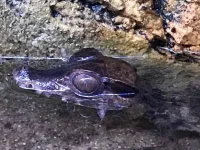 Kilehovedet Dværg kaiman (Paleosuchus Trigonatus)