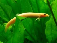 Kinesisk smerling (Misgurnus anguillicaudatus)
