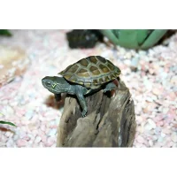 Kinesisk trekølsskildpadde (Mauremys reevesii)