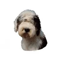 Klistermærke af Old English Sheepdog stor