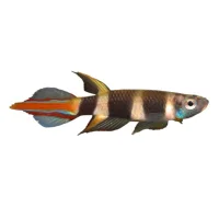 Klovn killi (Epiplatys annulatus)