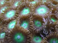 Knapkoral Zoanthus sp. Flotte fra Vietnam