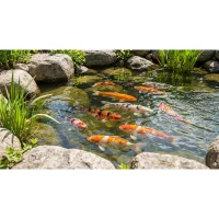 Koi Karpe mix (Cyprinus carp.)