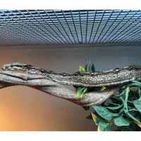 Kongeboa Arabesque poss Hypo 0,1 - Boa Constrictor