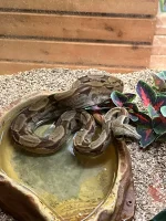 Kongeboa Hypo 100% Het Moonglow Kahl linie 0,1 - Boa Constrictor imperator