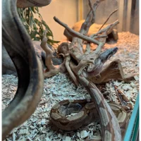 Kongeboa Hypo Keltic Het Moonglow Kahl linie 0,1 - Boa Constrictor