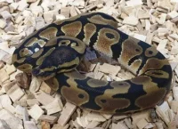 Kongepython (python regius) unge (normal/wild type) 0,1
