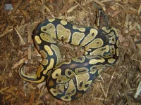 Kongepython (Python regius)