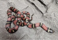 Kongesnog Jalisco (Lampropeltis Jalisco)