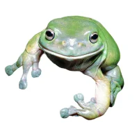 Koralfinger løvfrø (Litoria caerulea)