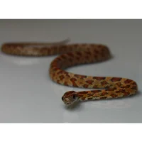 kornsnog unge (Pantherophis guttatus)