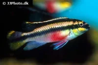 Kribensis (Pelvicachromis pulcher)