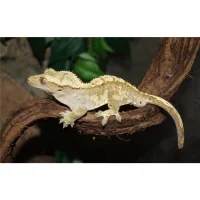 Kronegekko (Crested gecko) (Correlophus ciliatus) Han