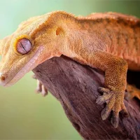 Kronegekko (Crested gecko) (Correlophus ciliatus) Hun