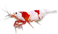 Krystalrøde Rejer (Caridina cantonensis Variant Crystal Red Shrimp)