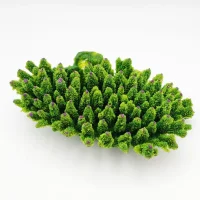 Kunstig koral Acropora millepora (Green)
