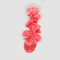 Kunstig koral Dendronephtya (Pink) 13x11x18 cm