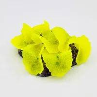 Kunstig koral Ulva lactuca (Yellow) 12x9x4 cm