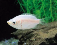 Kysse gurami (Helostoma temmincki)