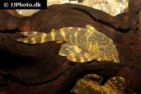 L-104 Panaqolus maccus Klovnsugemalle