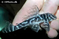 L-199 Hypancistrus furunculus