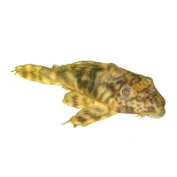 L-202 Hypostomus Peckoltia lineola sp