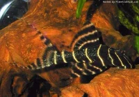 L-204 (Panaque albivermis)