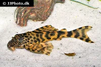 L-387 Ancistomus Peckoltia sp.