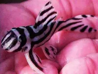 L-46 Pekoltia hypancistrus Zebra malle