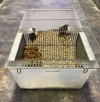 Labbur 4 (rottebur) brugt